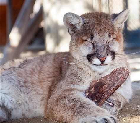 Meet the Animals of Northern Nevada | Carson City