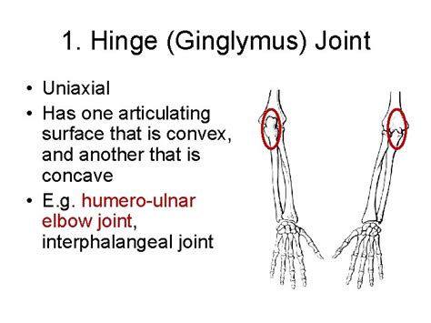 Joints of the Human Body Joint Classification Synovial