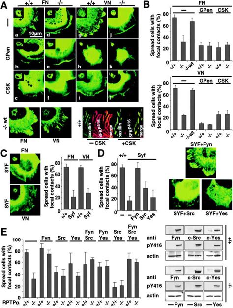 Formation Of Focal Complexes Through Rptp And V Integrins Via Sfk