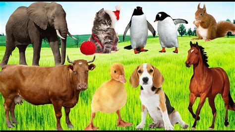 Farm Animals And Various Sounds Cow Horses Dogs Cats Deer Duck