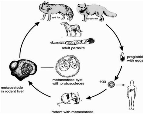 The Life Cycle Of Echinococcus Multilocularis Man Is Infected As An Download Scientific