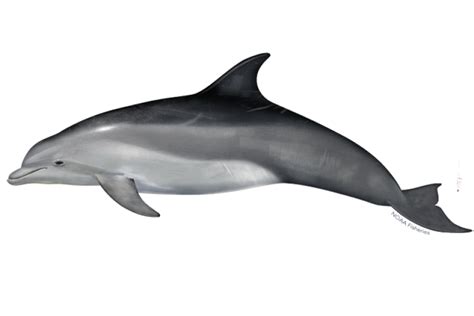 Common Bottlenose Dolphin | NOAA Fisheries