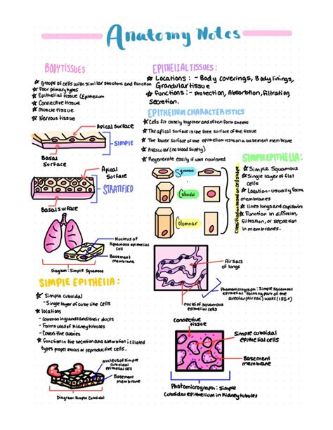 Types of tissues - BIOL 215 - StuDocu