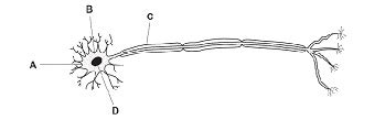 Which structure is found in a palisade cell but not in a liver cell ...