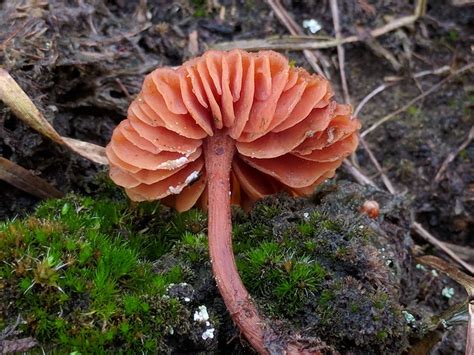 Laccaria Laccata Gu A Completa De Identificaci N De Hongos