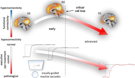 Frontiers Structural And Functional Brain Mapping Correlates Of