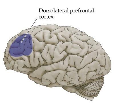 Neuroanatomy Of NS Unit 1 Ch2 Flashcards Quizlet