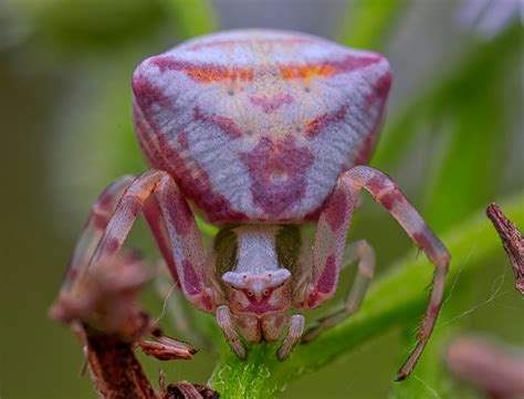 Pink Crab Spider Foto And Bild Makro Natur Macro Bilder Auf Fotocommunity