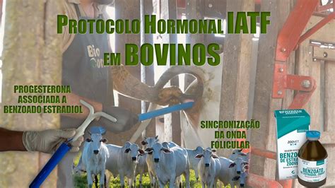 Protocolo Hormonal Iatf Em Bovinos Onda Folicular Progesterona