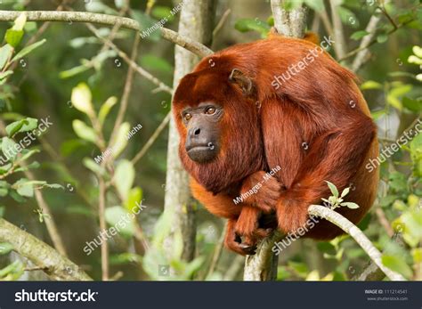 660 Mantled howler monkey Images, Stock Photos & Vectors | Shutterstock