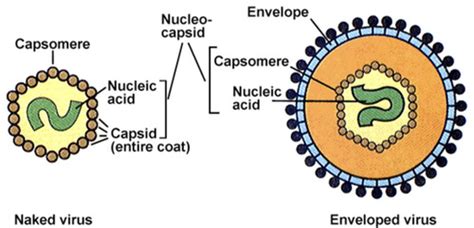 Intro To Virology Flashcards Quizlet