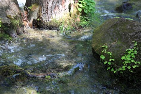 Fotos gratis árbol bosque rock pantano desierto sendero río