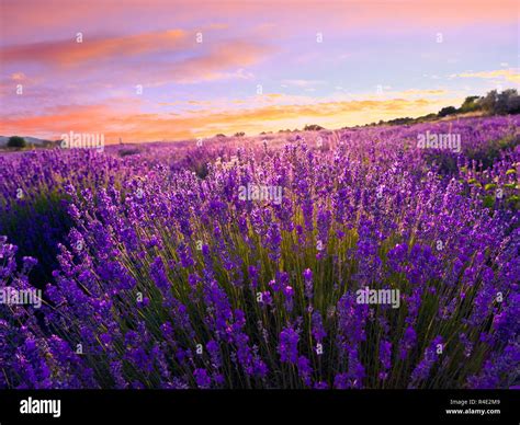 Lavender field in Tihany, Hungary Stock Photo - Alamy