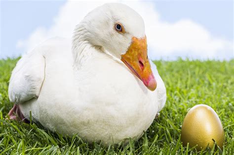 Monday Mo Lessons From The Goose That Laid A Golden Egg