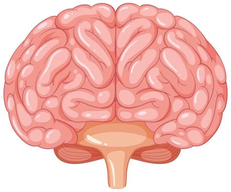 Illustration De L Anatomie Du Cerveau Humain Vecteur Gratuite