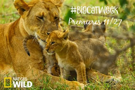 Nat Geo Wild's Big Cat Week Premieres Friday 11/27 #BigCatWeek - Mom ...