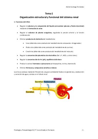 Tema 1 Organizacion Estructural Y Funcional Del Sistema Renal Pdf