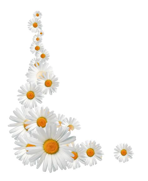 Daisy Border Daisy Daisy Card Healthy Lifestyle Png Transparent