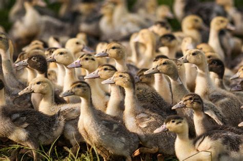 Influenza Aviaire P Riode De Migration Oblige Le Niveau Du Risque