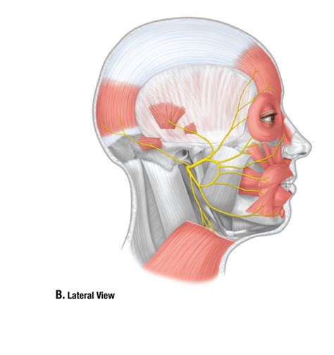 Anatomy 2 Week 5 Lateral View Facial Nerves Diagram Quizlet