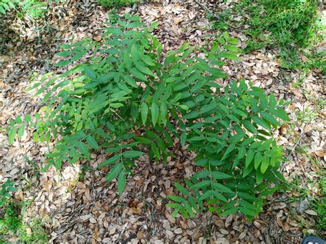 Ailanthus Altissima Tropical Looking Plants Other Than Palms Palmtalk