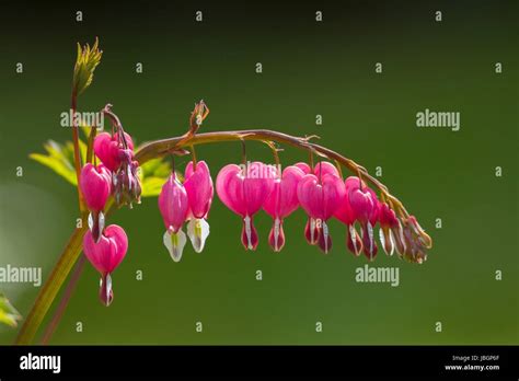 bleeding heart bleeding heart stock photo alamy