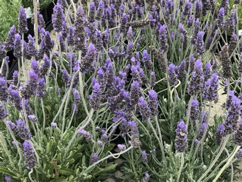 Lavanda Dentada Badapedia