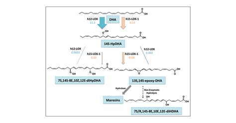 Biosynthesis Of The Maresin Intermediate 13S 14S Epoxy DHA By Human