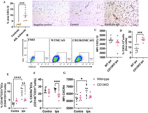 Upregulation Of Cxcl12cxcr4 Signaling After Stroke A Percentage Area