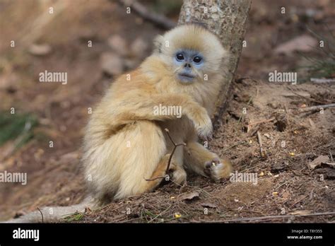 Golden Snub Nosed Monkey Young Hi Res Stock Photography And Images Alamy