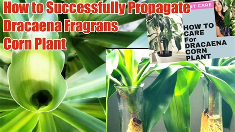 How To Propagate Corn Plants A Guide To Growing New Plants Plant