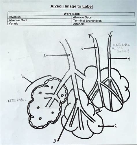 Solved Please Help Me Complete The Alveoli Diagram Alveoli Image To