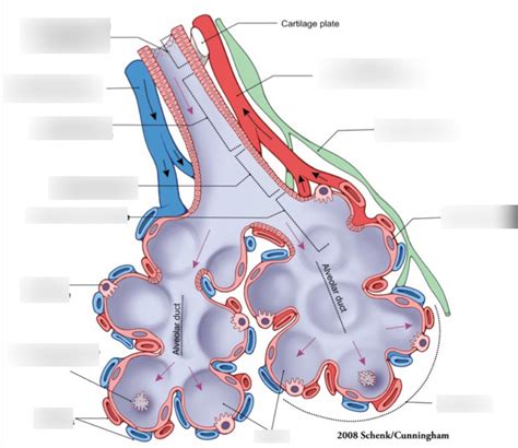 Label Alveolar Sacs Diagram Quizlet