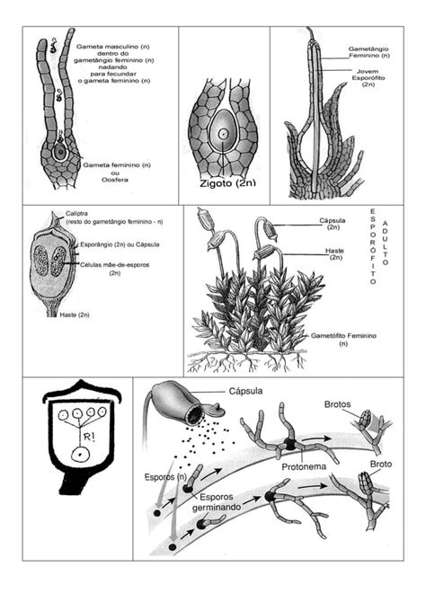 Bri Fitas Ciclo De Vida Pdf