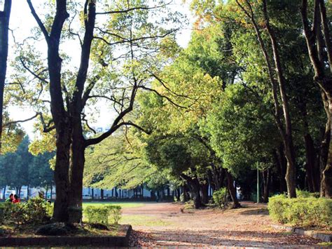 千代田公園の完全ガイド｜レビュー・駐車場・遊具など