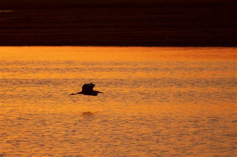 Reiher Im Sonnenuntergang Frank Corleis Flickr