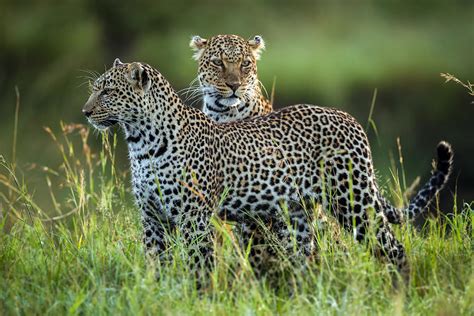 Leopard Family Photograph by Roshkumar - Pixels