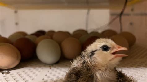 Baby Chicks Hatching Now Livestream Youtube