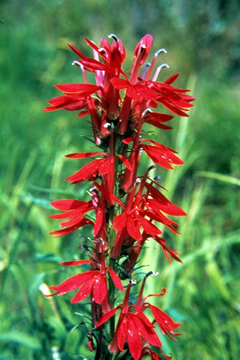 April 4: Cardinal Flower | GARDENOPOLIS Cleveland