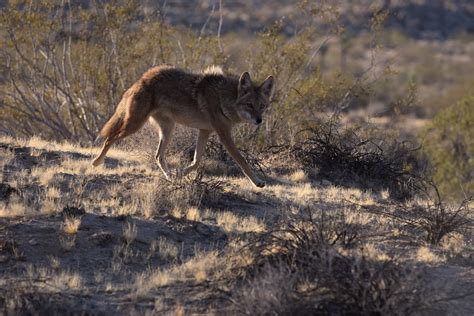 Coyote Contact - DESERT ANIMAL ART