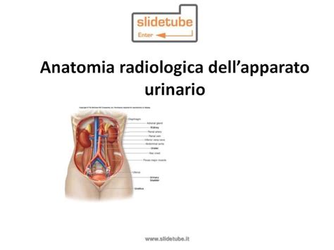 Pdf Anatomia Radiologica Dellapparato Anatomia Radiologica Dell