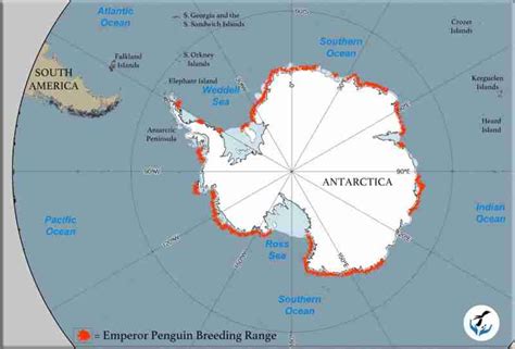 Emperor Penguins | Penguins International