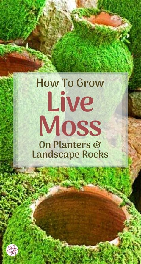 How To Grow Moss On Pots And Rocks Container Water Gardens Modern