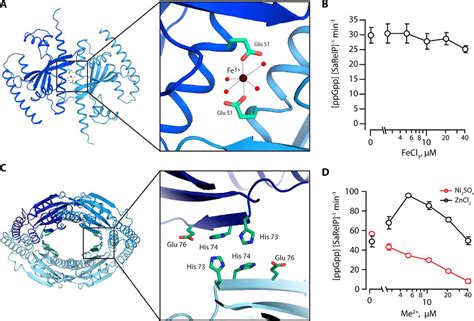 Structural Basis For P Ppgpp Synthesis By The Staphylococcus Aureus