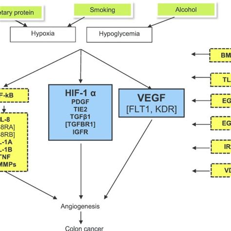 Angiogenesis Pathway Gene List Download Table