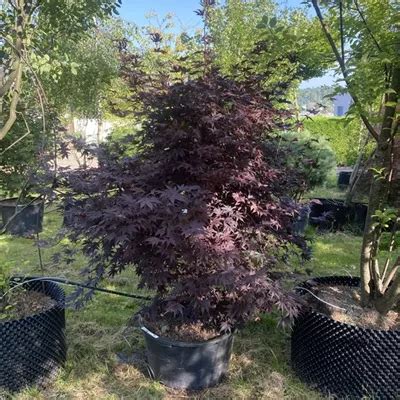 Acer Palmatum Bloodgood Collection Roter F Cherahorn Bloodgood