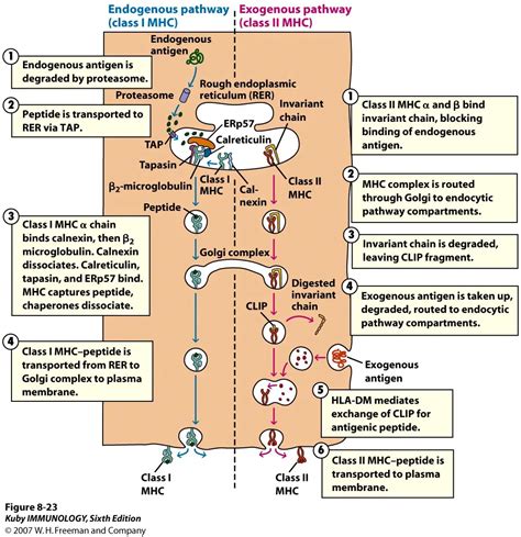 MHC Class I vs. MHC Class II Protein • Microbe Online