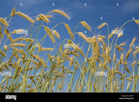 Salud de los cultivos fotografías e imágenes de alta resolución Alamy