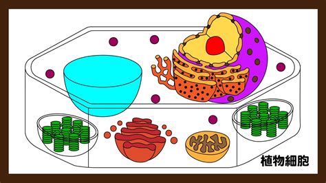 「高校生物教科書解説」細胞の構造｜高校生物の学び舎
