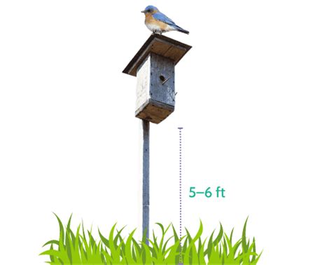 How To Attract Bluebirds To Your Yard Tips That Work